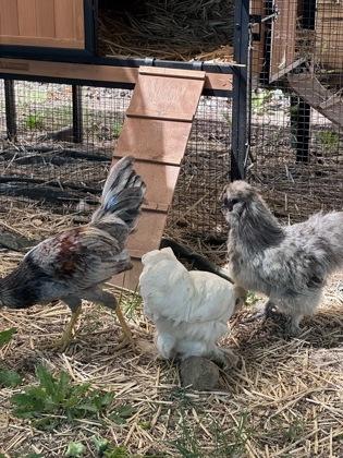 Walnut, Adoptable, Adult Male Chicken.
