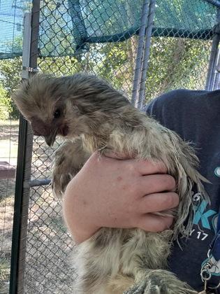 Walnut, a Adoptable Chicken in Eugene, OR image 2/2