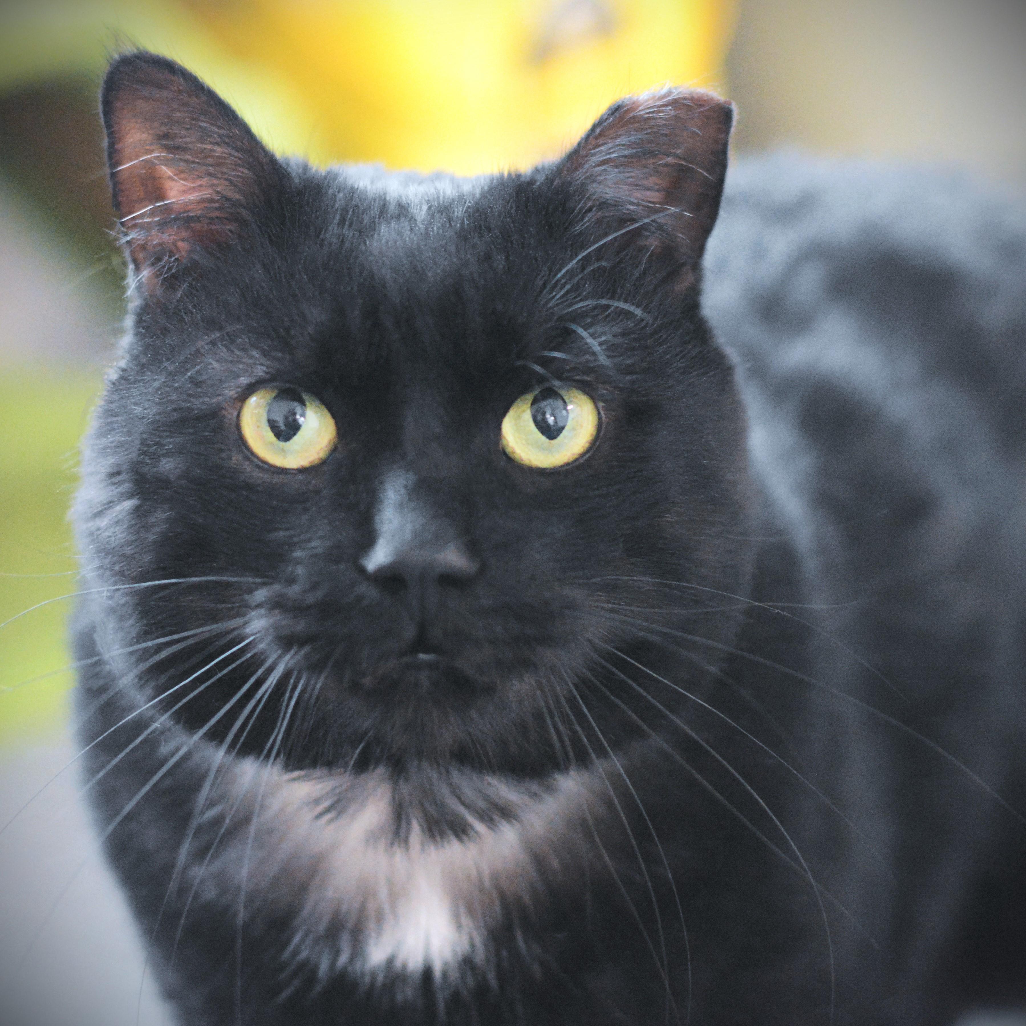 Alastor, ADOPTABLE, Adult Male Domestic Short Hair.