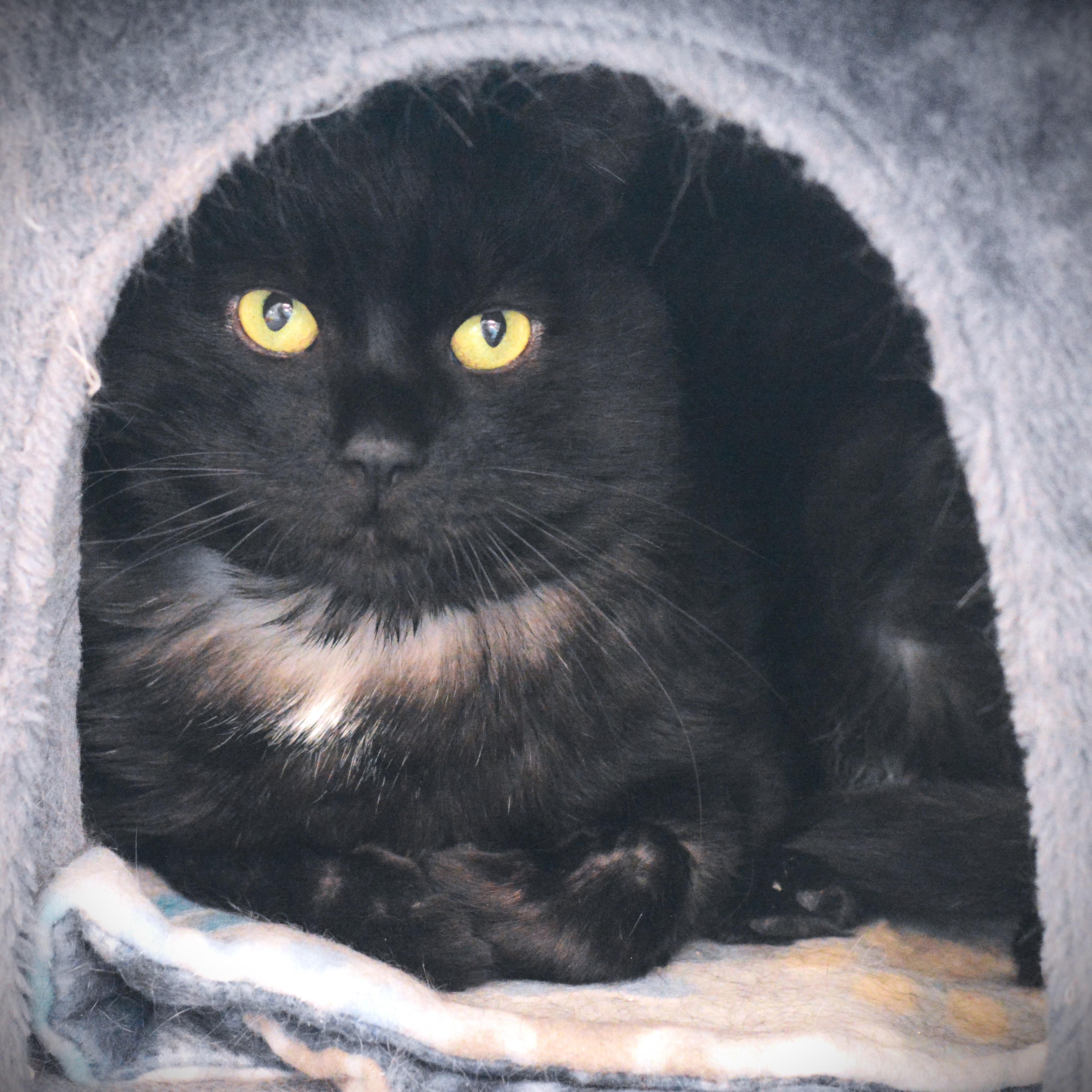 Alastor, ADOPTABLE, Adult Male Domestic Short Hair.