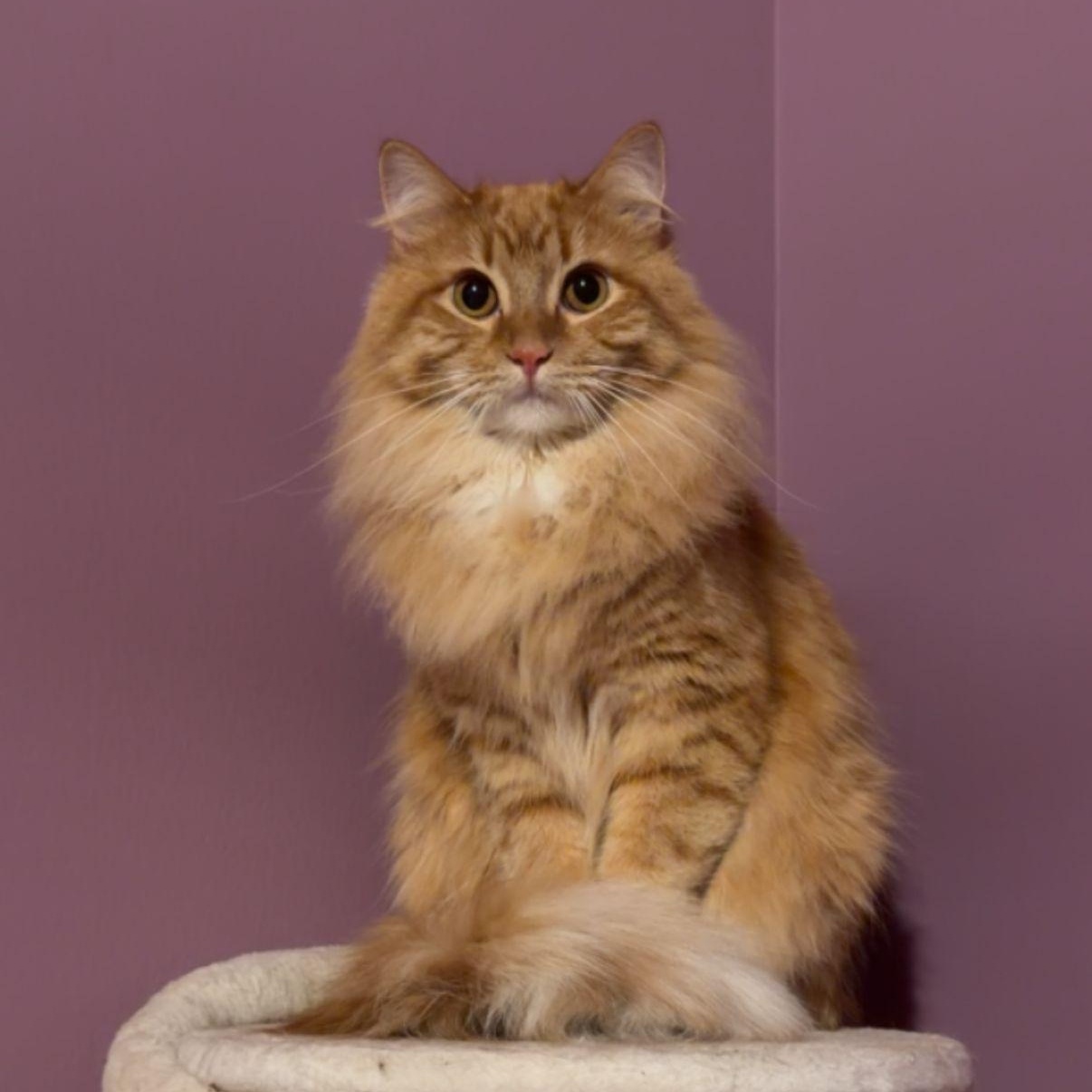 Hoggle, Ludo & Toby (Bonded Trio), a Adoptable mixed breed in Plymouth, MN image 3/6