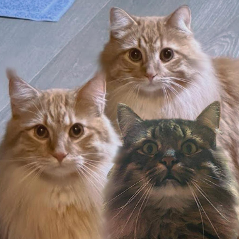 Hoggle, Ludo & Toby (Bonded Trio), a Adoptable mixed breed in Plymouth, MN image 1/6