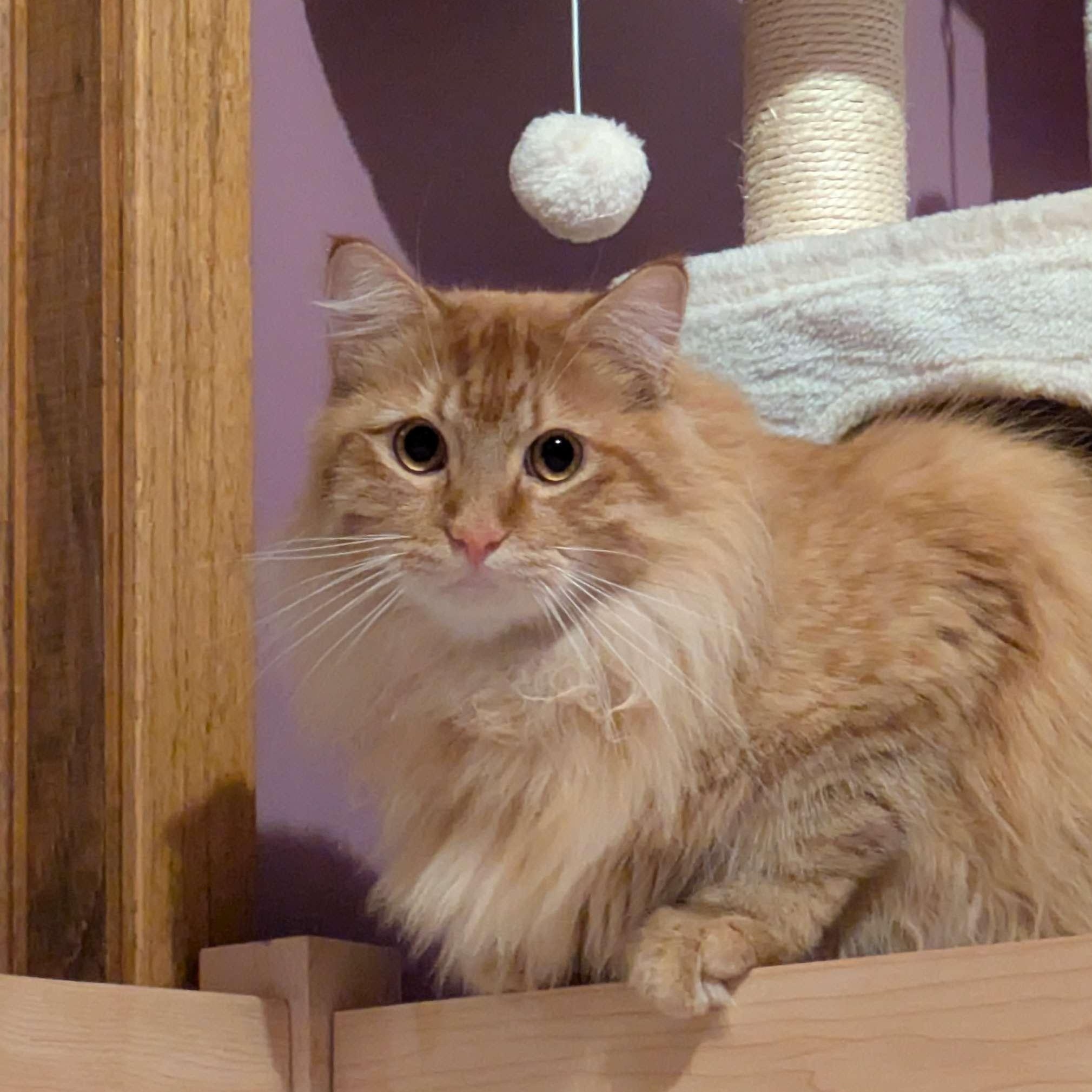 Hoggle, Ludo & Toby (Bonded Trio), a Adoptable mixed breed in Plymouth, MN image 2/6