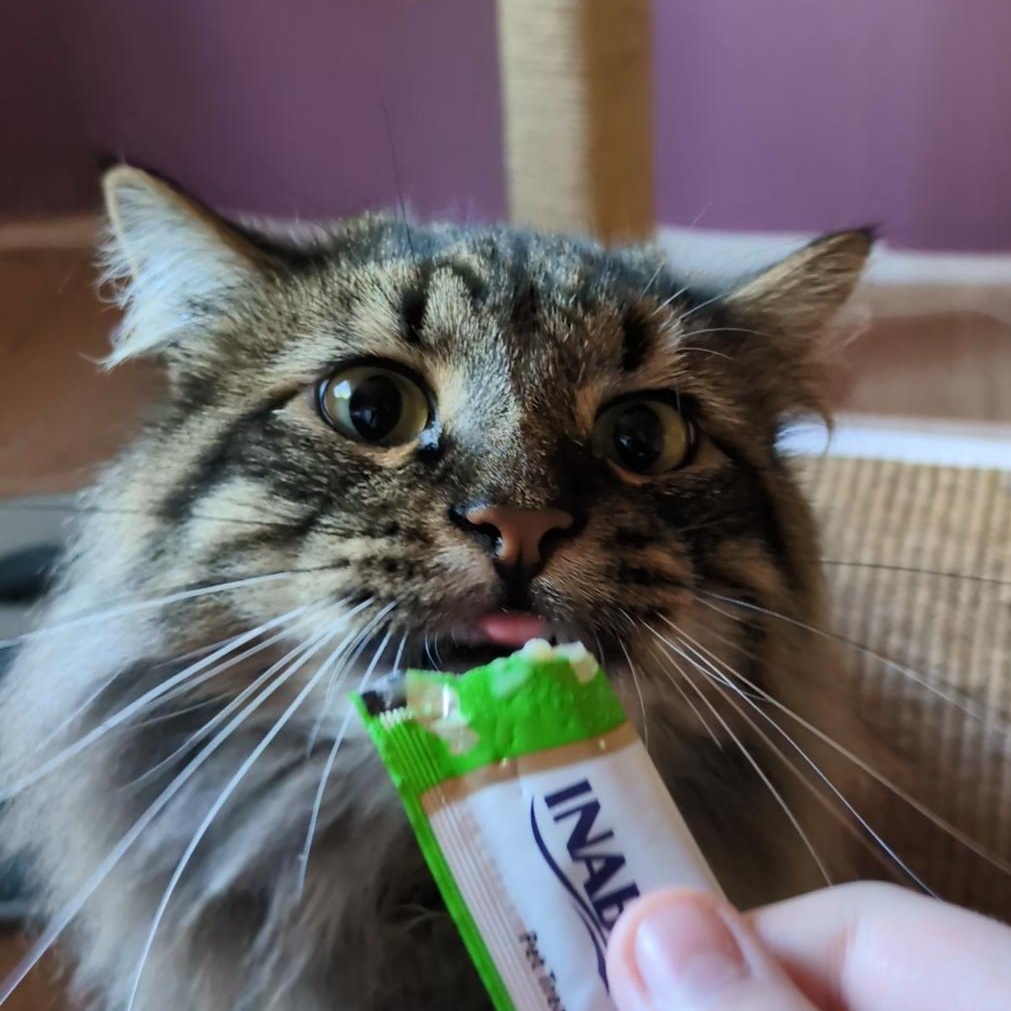 Hoggle, Ludo & Toby (Bonded Trio), a Adoptable mixed breed in Plymouth, MN image 4/6
