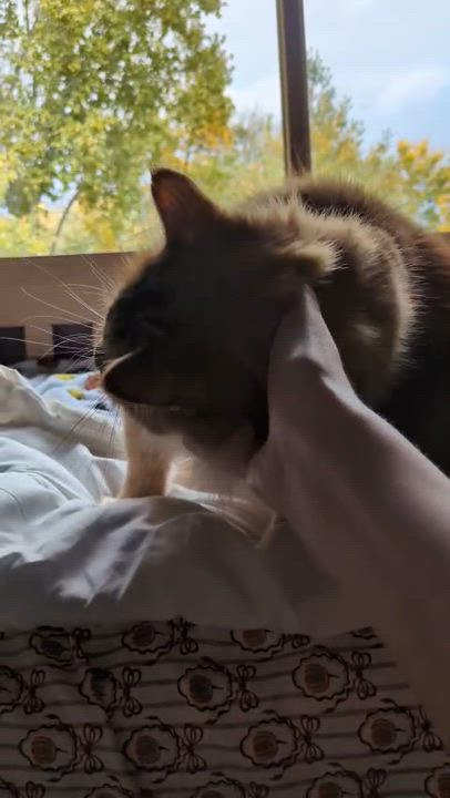 Enlarge Hoggle, Ludo & Toby (Bonded Trio), a Adoptable mixed breed in Plymouth, MN video 5/6