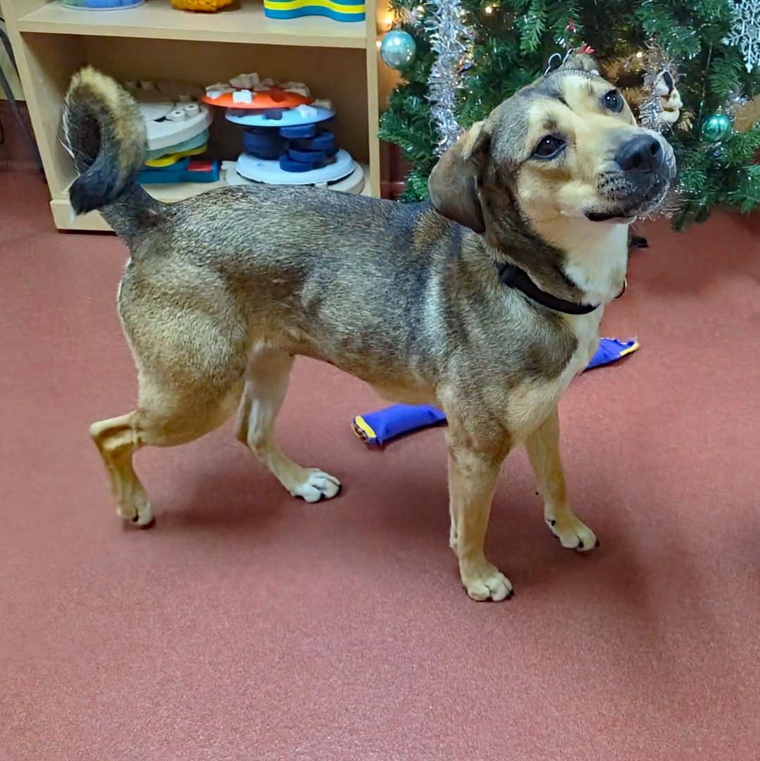 Enlarge Izzy, a ADOPTABLE mixed breed in Accident, MD image 4/6