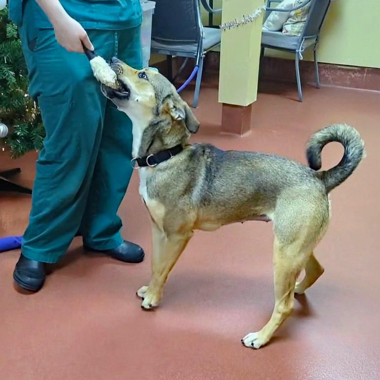 Enlarge Izzy, a ADOPTABLE mixed breed in Accident, MD image 5/6