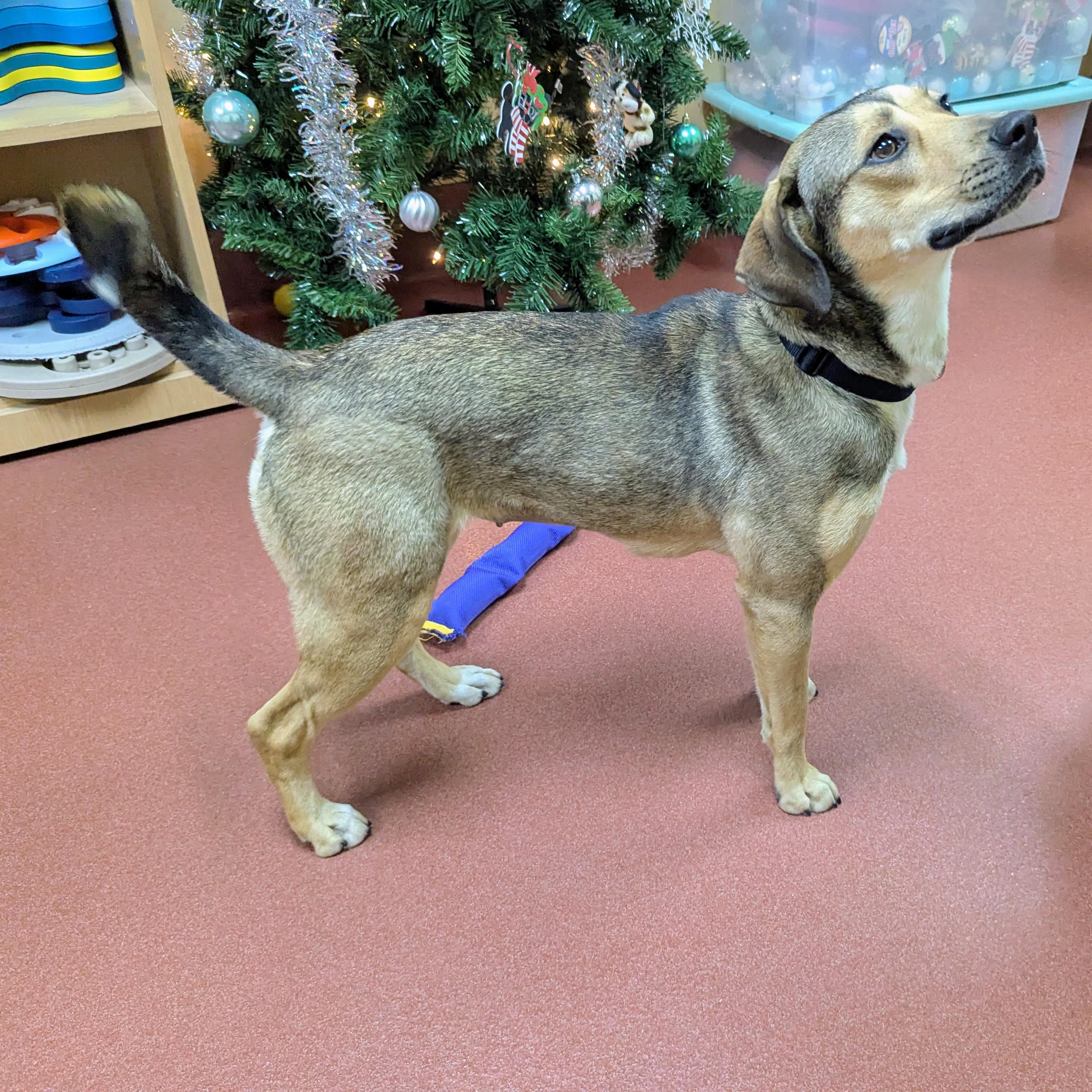 Enlarge Izzy, a ADOPTABLE mixed breed in Accident, MD image 6/6