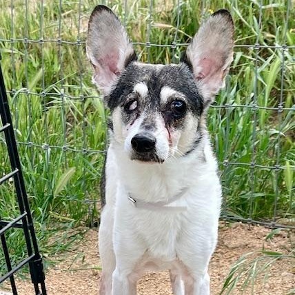 Bonnie, a Adoptable mixed breed in Atascadero, CA image 3/3