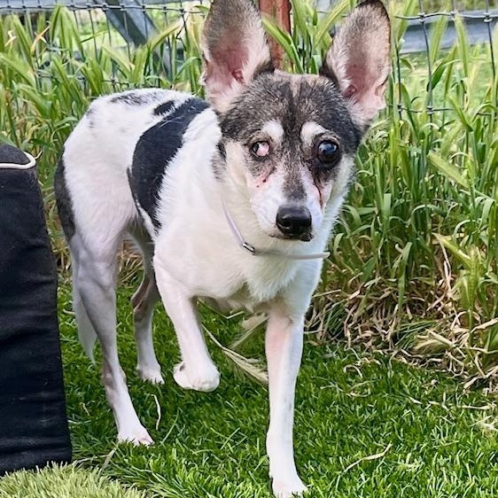 Bonnie, a Adoptable mixed breed in Atascadero, CA image 1/3