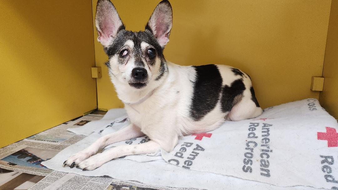 Bonnie, a Adoptable mixed breed in Atascadero, CA image 2/3