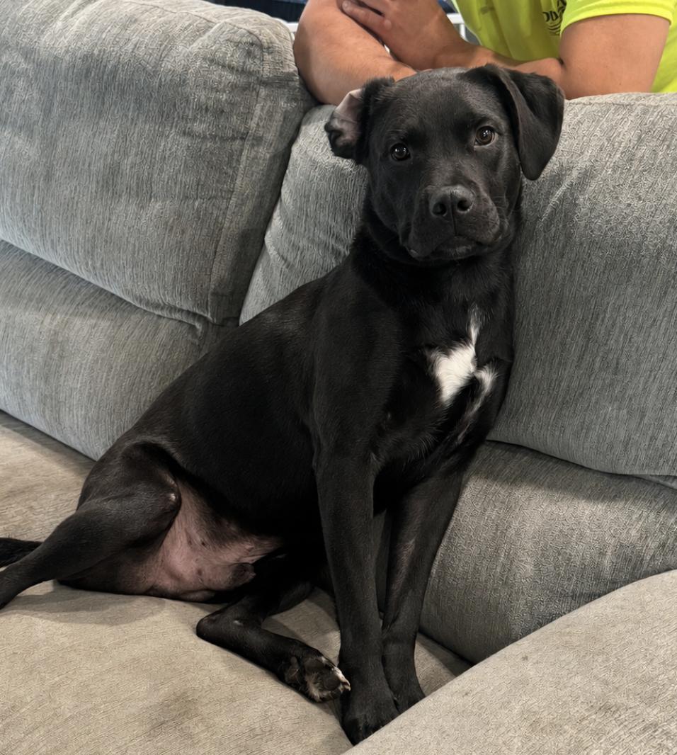 Linus, Adoptable, Adult Male Black Labrador Retriever.