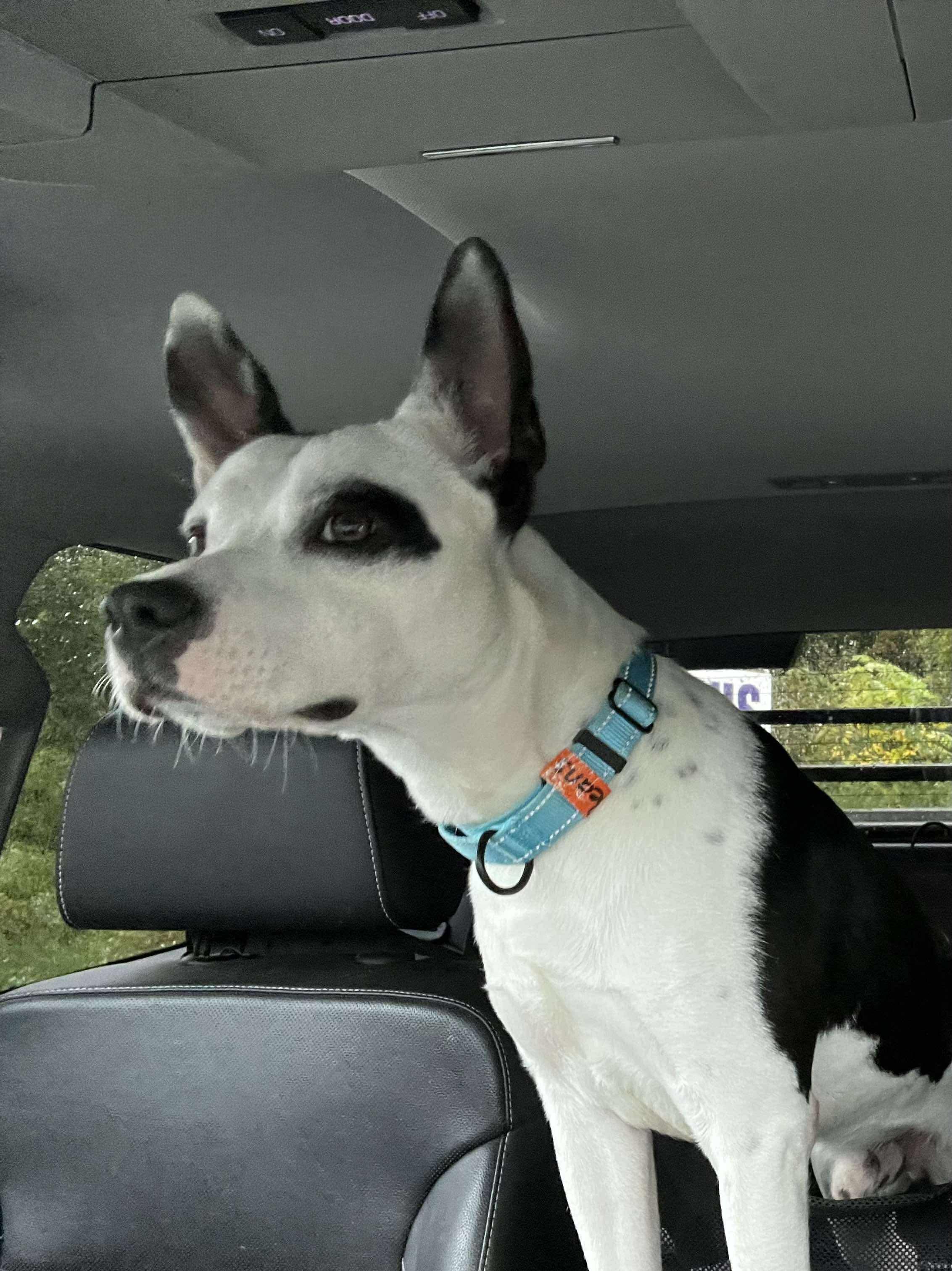 Bean, a ADOPTABLE Mixed Breed in Vassalboro, ME image 2/4