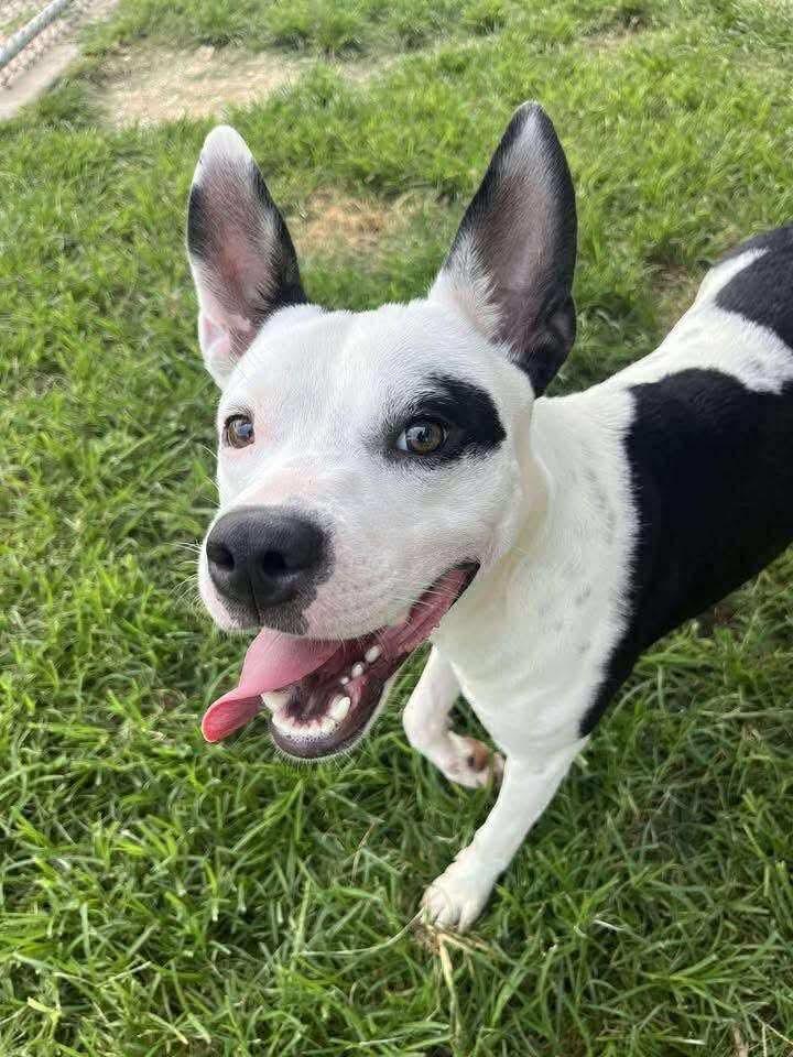 Bean, a ADOPTABLE Mixed Breed in Vassalboro, ME image 3/4