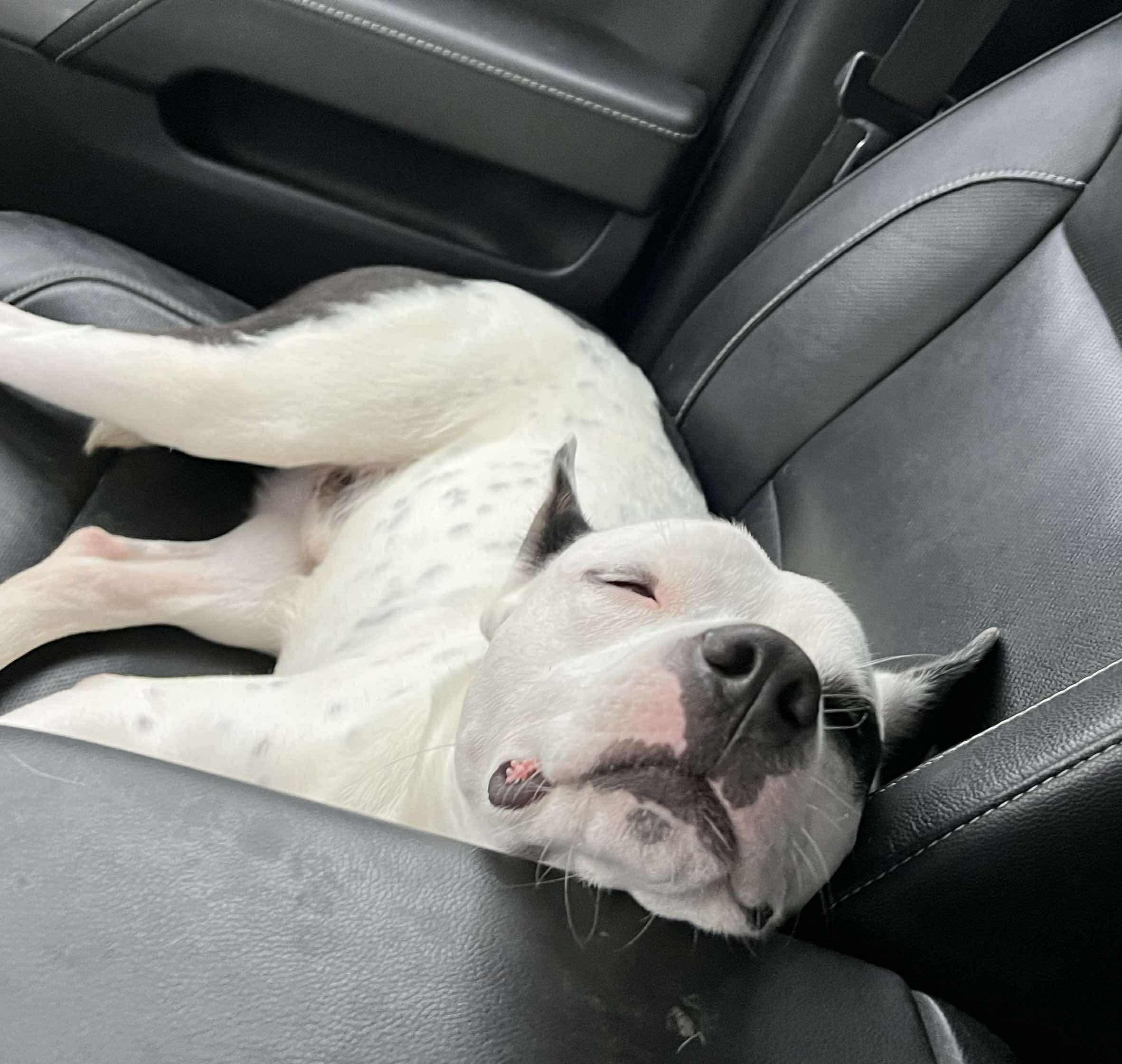 Bean, a ADOPTABLE Mixed Breed in Vassalboro, ME image 4/4