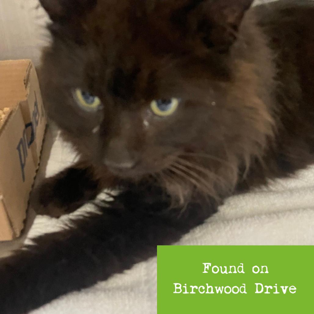 Lucius — thumbnail 2