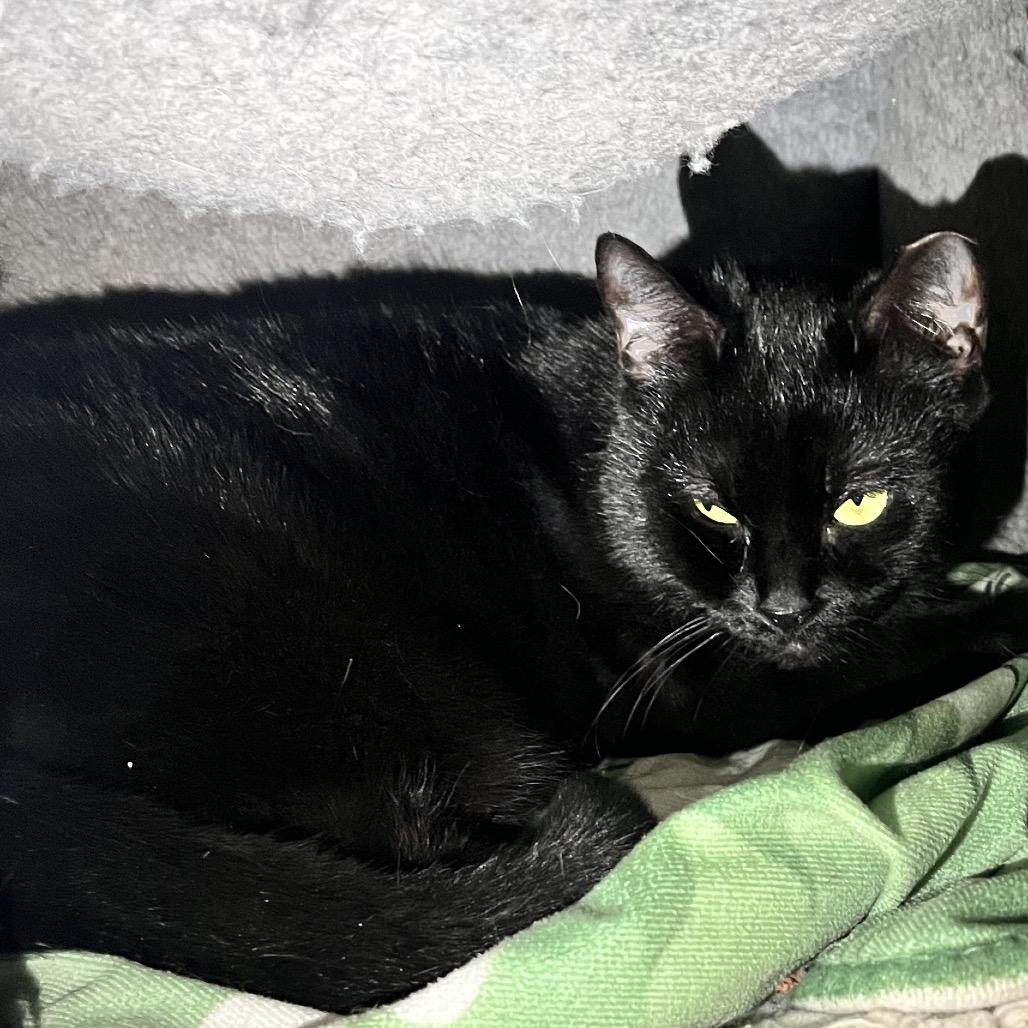 Eeny, Adoptable, Adult Female Domestic Short Hair & Domestic Short Hair.