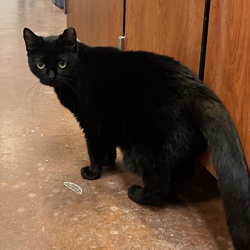 Enlarge Eeny, a Adoptable mixed breed in Port Charlotte, FL image 2/3