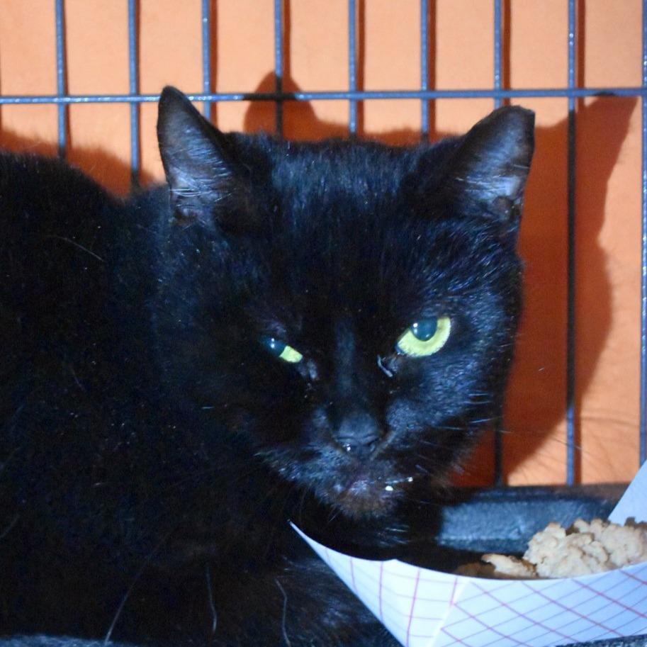 Enlarge Eeny, a Adoptable mixed breed in Port Charlotte, FL image 3/3