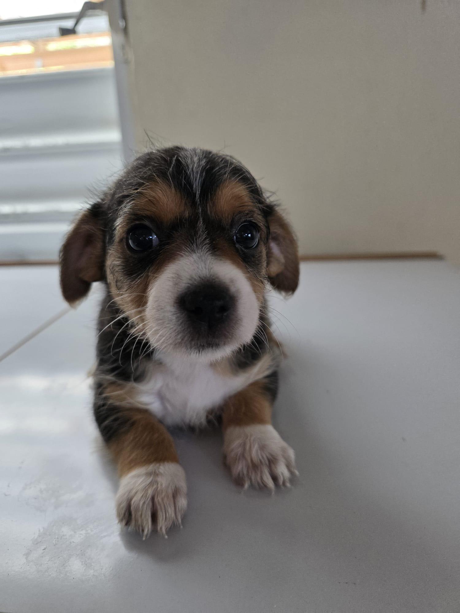 Enlarge Mia, a Adopted mixed breed in Virginia Beach, VA image 2/3