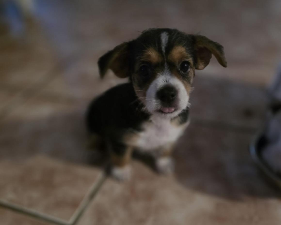 Enlarge Mia, a Adopted mixed breed in Virginia Beach, VA image 1/3