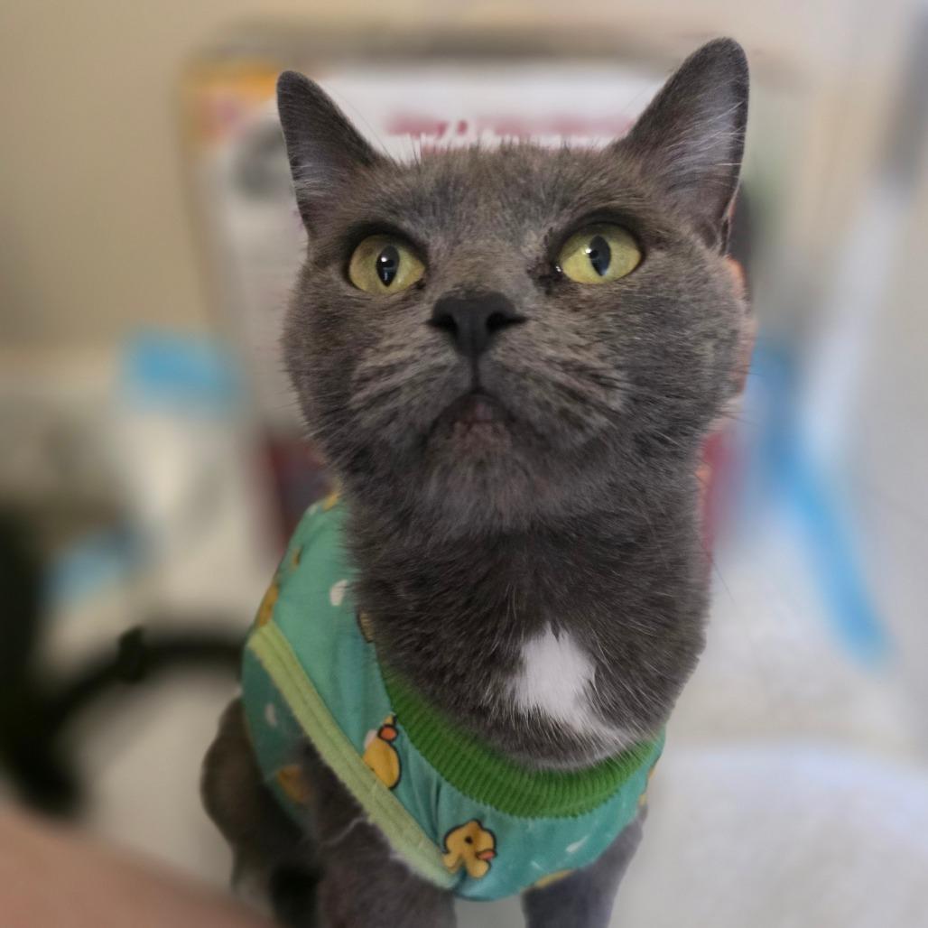 Clawra, Adoptable, Adult Female Domestic Short Hair.