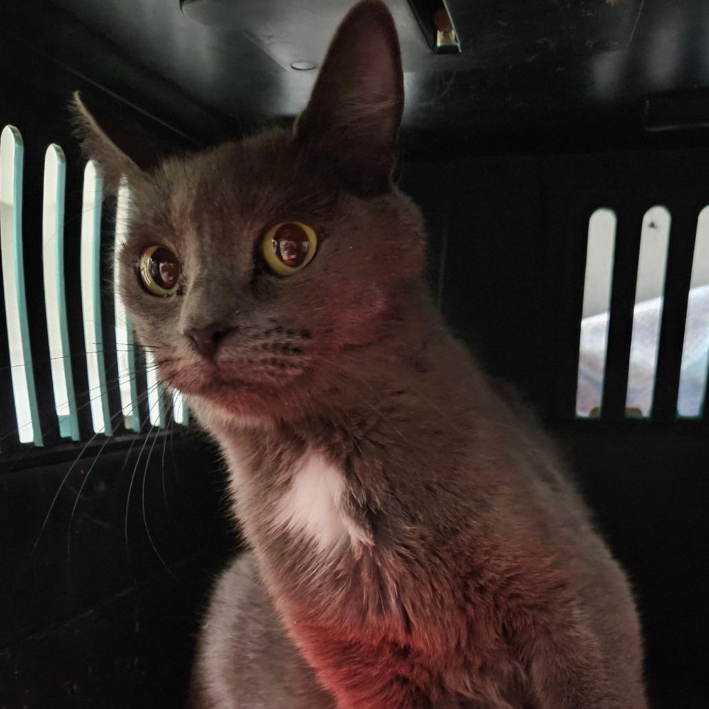 Enlarge Clawra, a Adoptable Domestic Short Hair in Layton, UT image 2/2