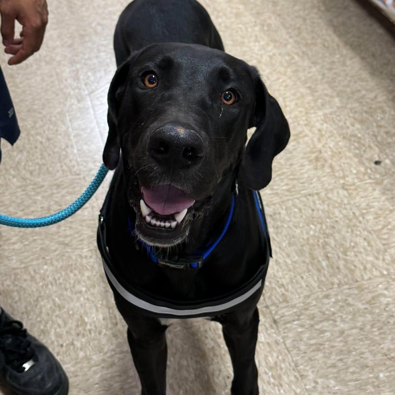 Boone - A Handsome Southern Gentleman, Adopted, Young Male Black Labrador Retriever.