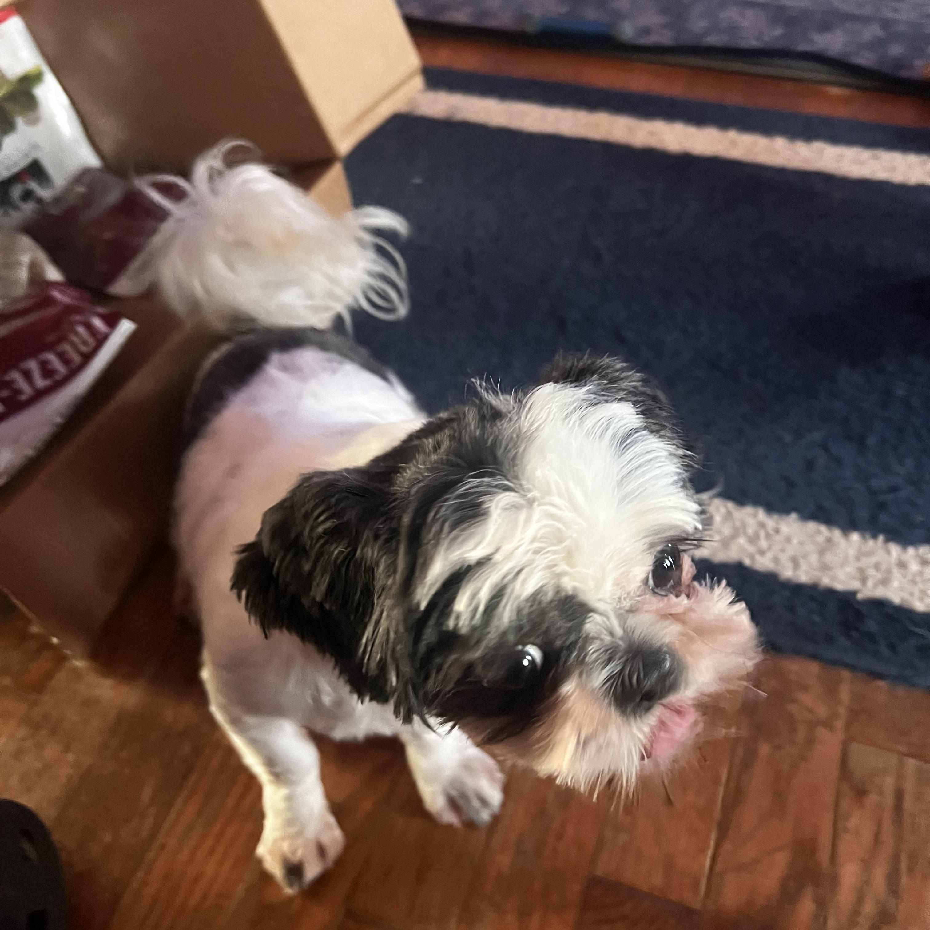 Enlarge Dolly, a Adoptable Shih Tzu in Woodlawn, TN image 5/5