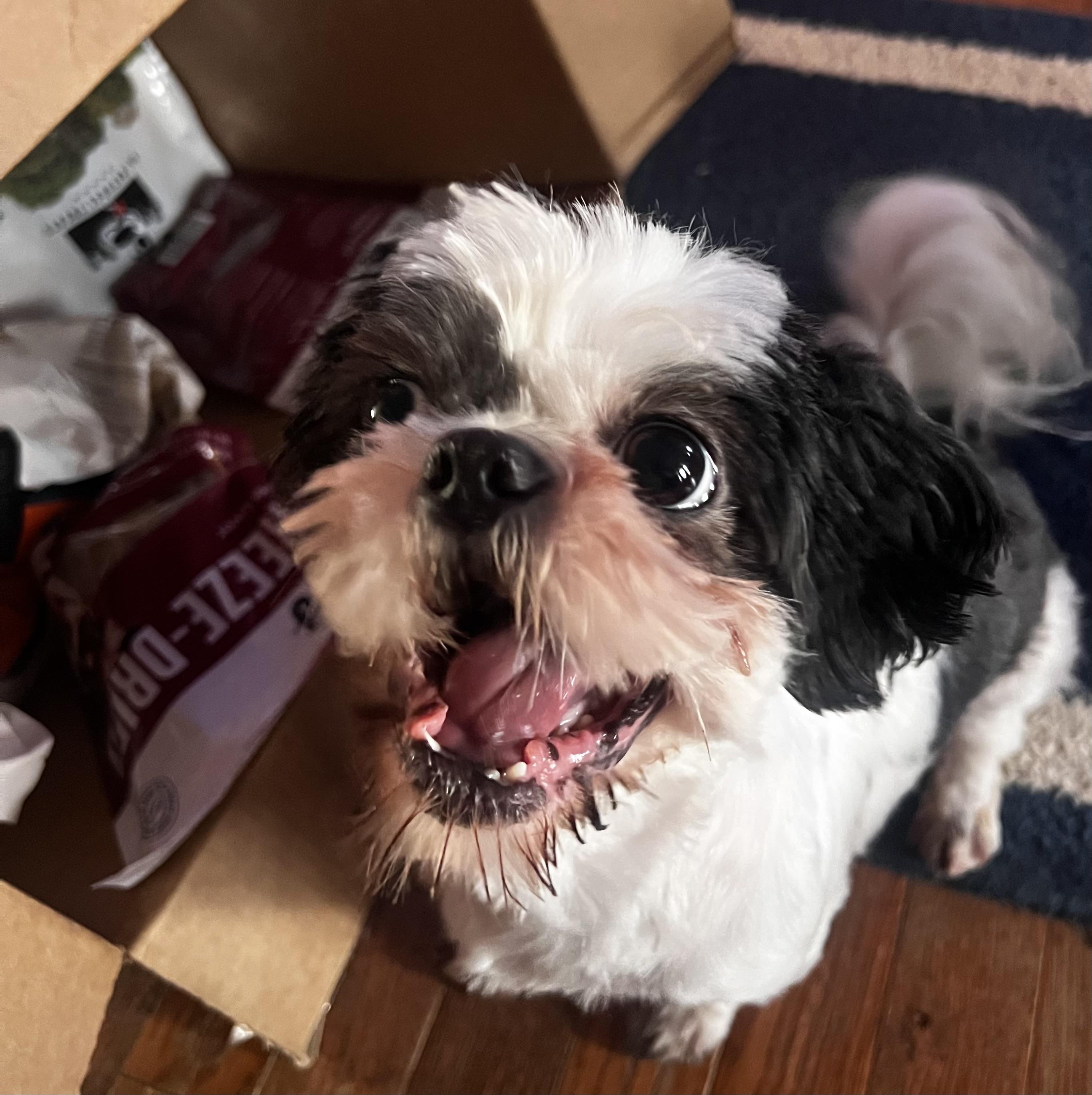 Dolly, Adoptable, Adult Female Shih Tzu.