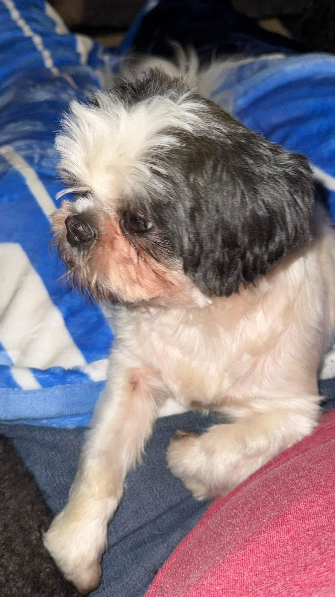 Enlarge Dolly, a Adoptable Shih Tzu in Woodlawn, TN image 3/5