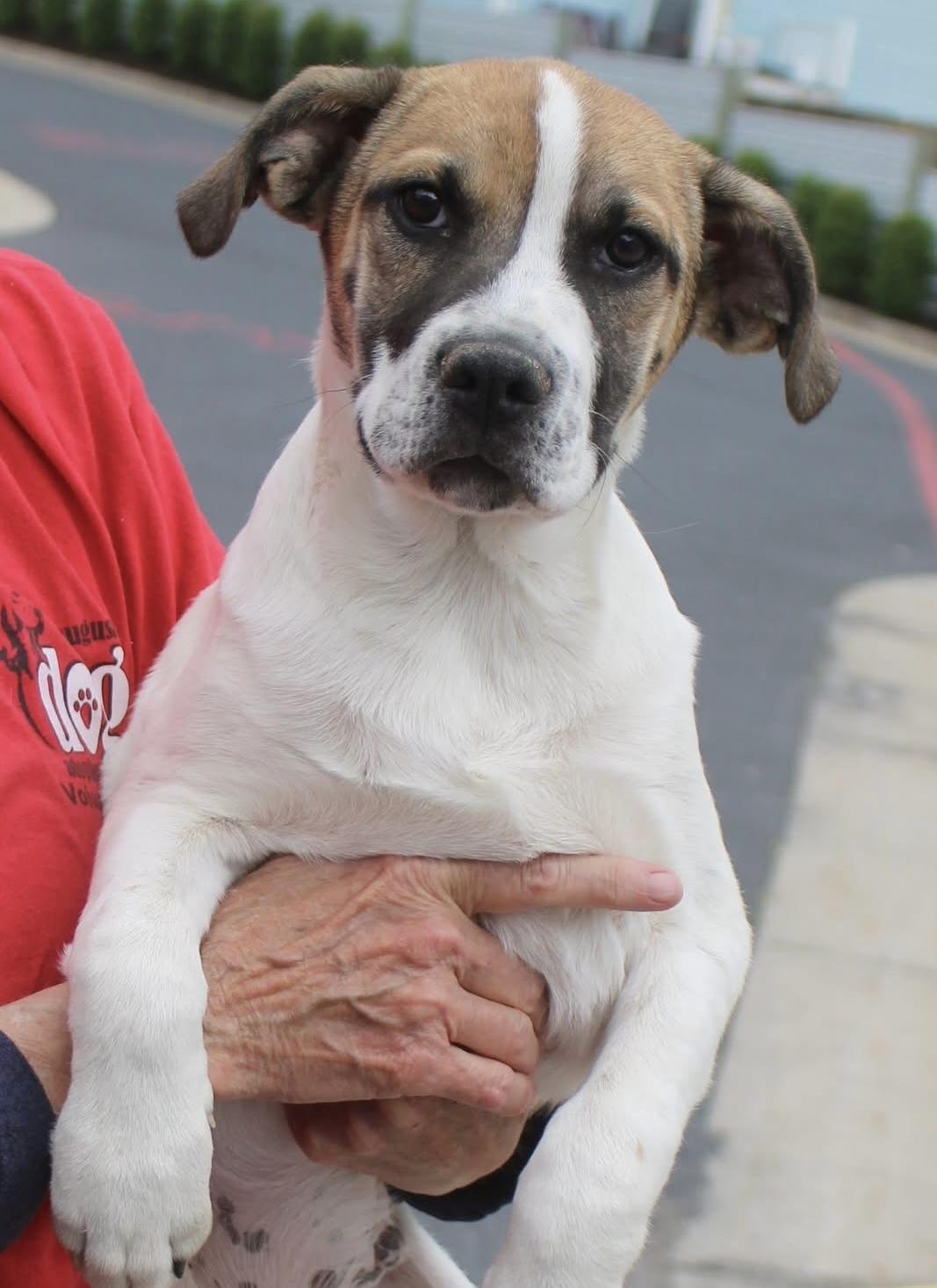 Enlarge Kia, a ADOPTABLE mixed breed in Stuarts Draft, VA image 1/1