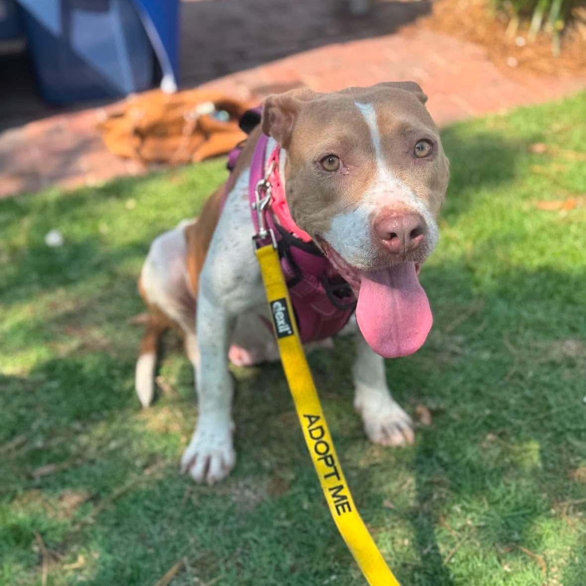 Macy, a ADOPTABLE mixed breed in Wando, SC image 2/6