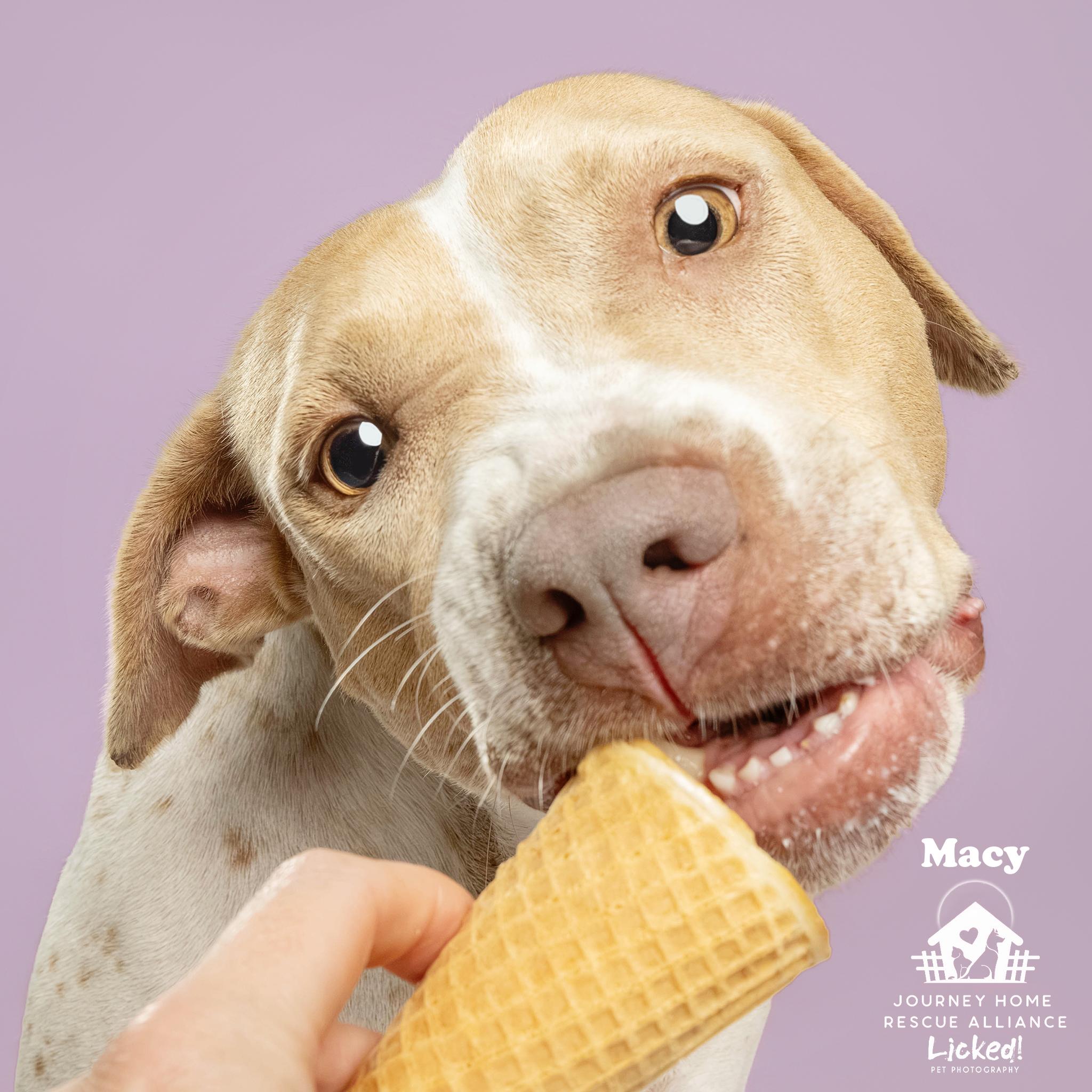 Macy, an adopted mixed breed in Wando, SC image 3/6