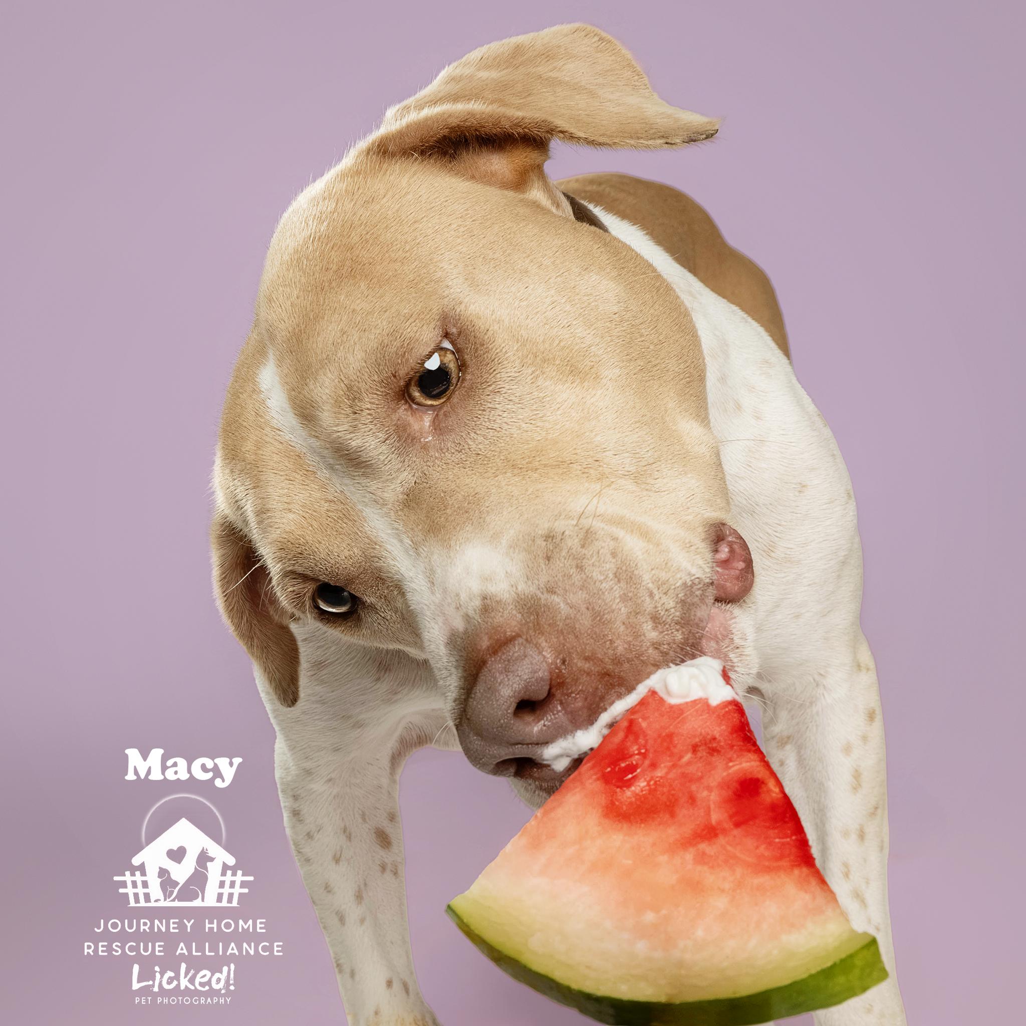 Macy, an adopted mixed breed in Wando, SC image 6/6