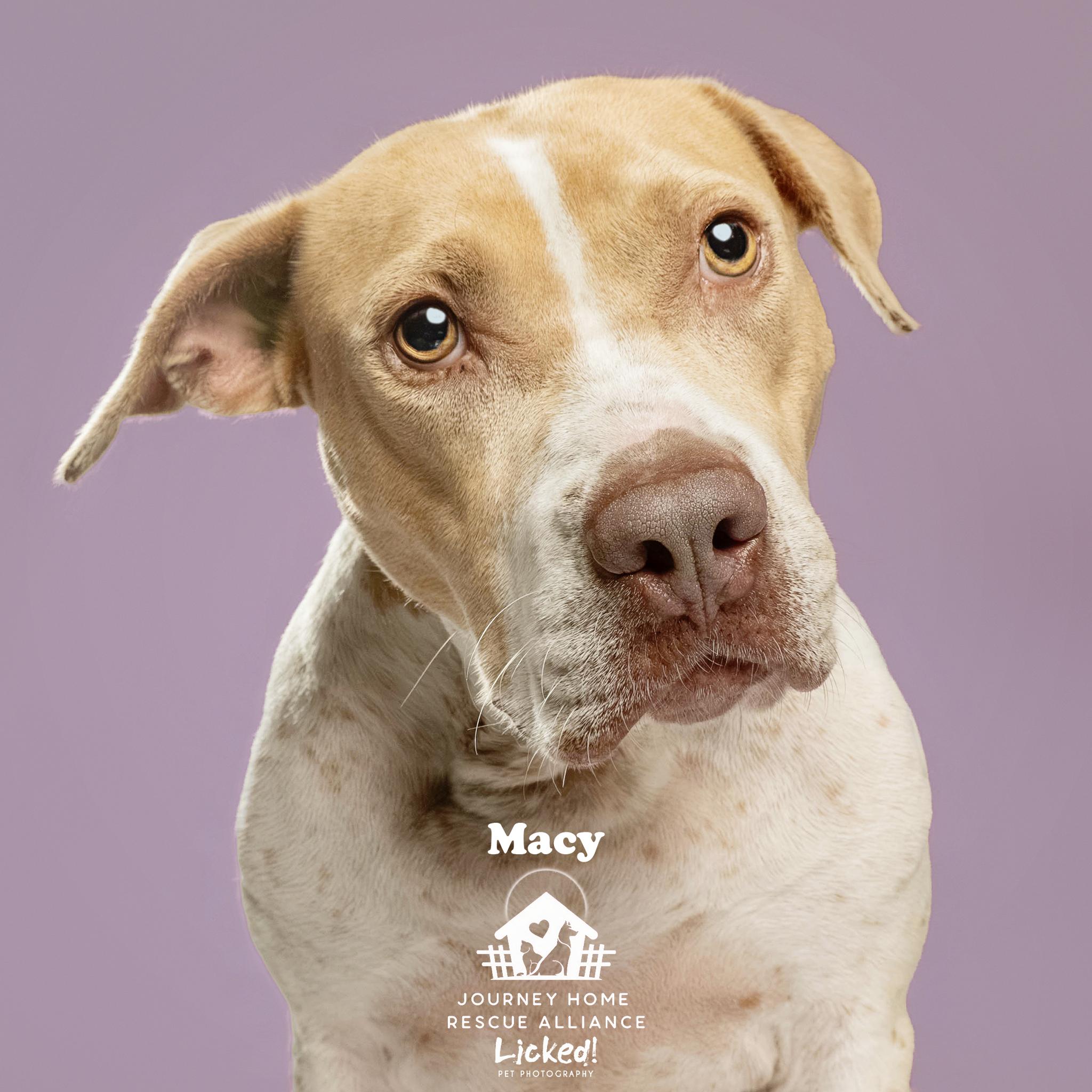 Macy, ADOPTABLE, Adult Female Mixed Breed.