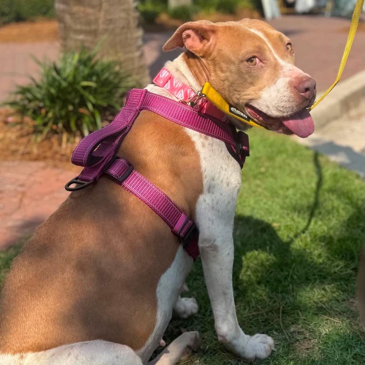 Macy, a ADOPTABLE mixed breed in Wando, SC image 3/6