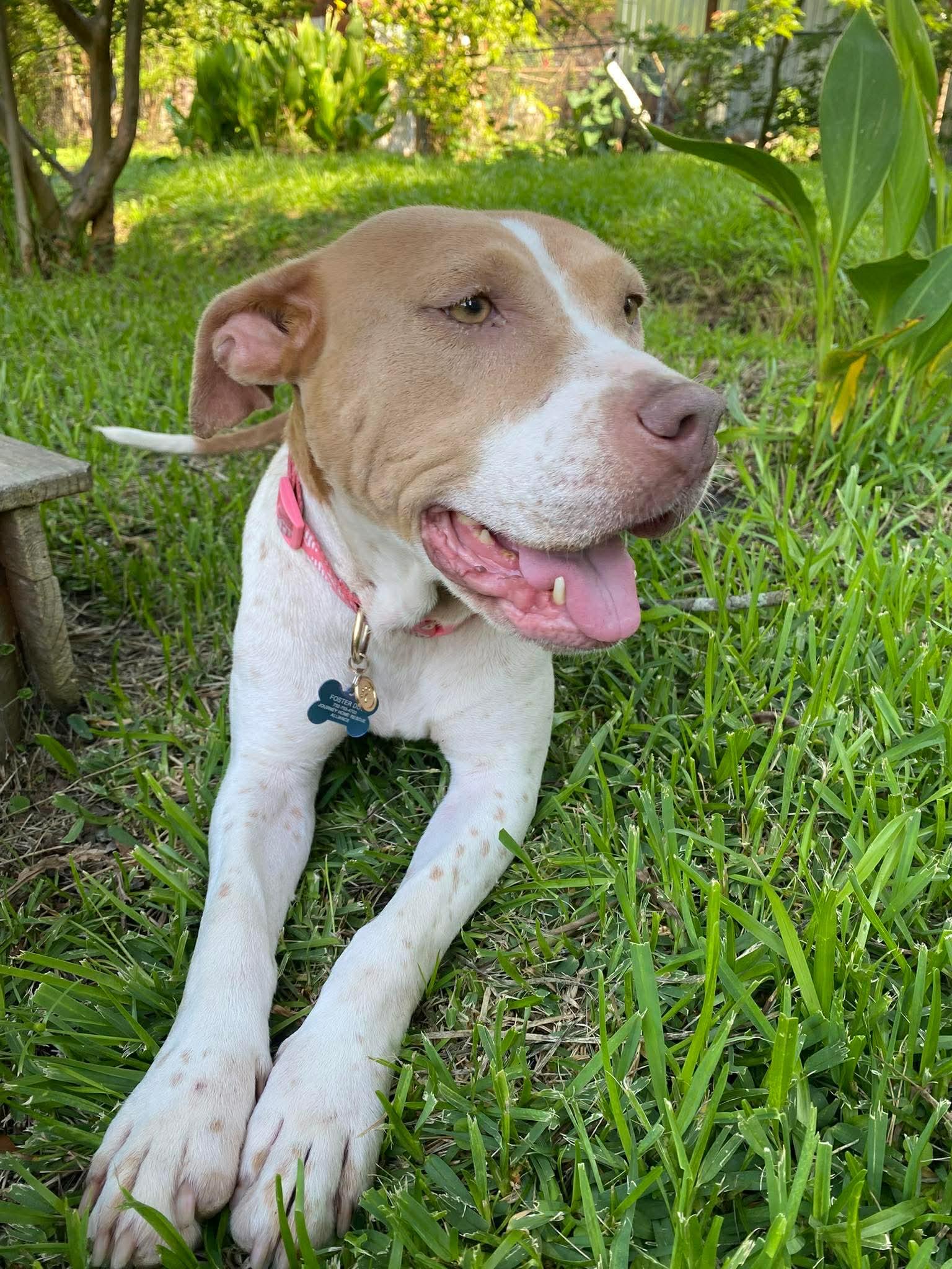 Macy, a ADOPTABLE mixed breed in Wando, SC image 5/6