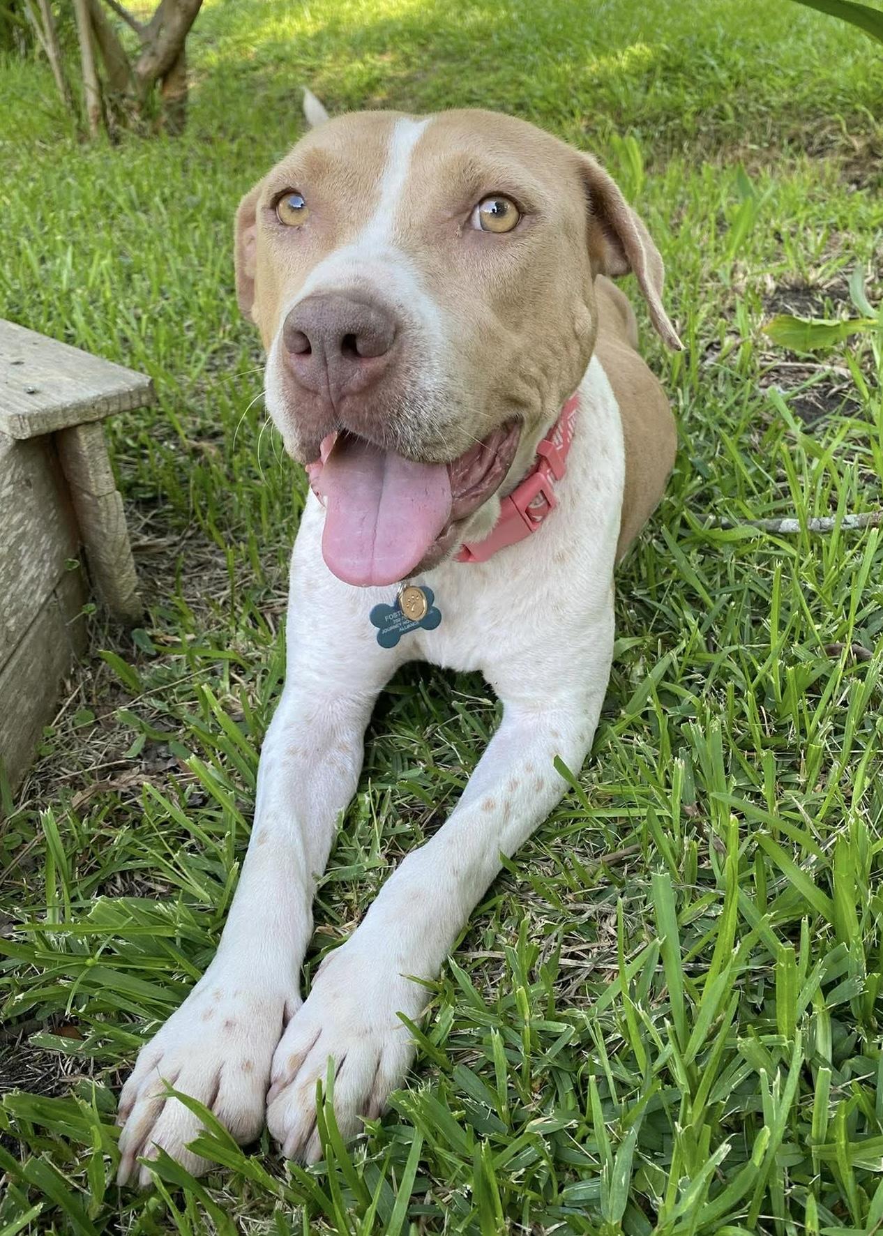 Macy, ADOPTABLE, Adult Female Mixed Breed.