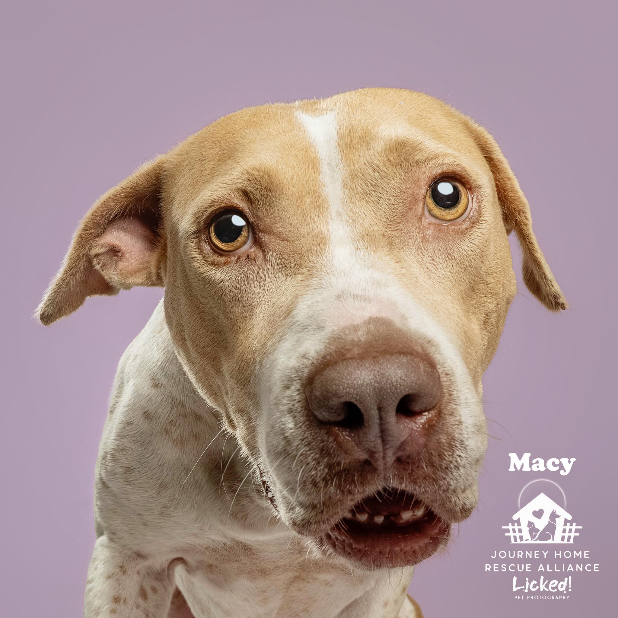 Macy, an adopted mixed breed in Wando, SC image 4/6