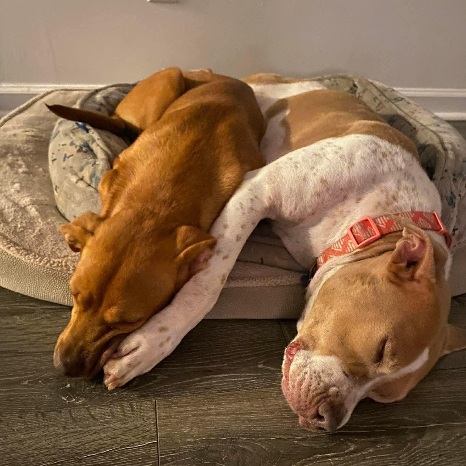 Macy, an adopted mixed breed in Wando, SC image 5/6