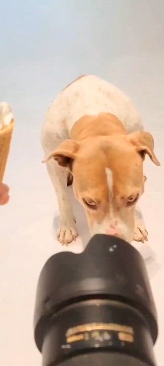 Enlarge Macy, an adopted mixed breed in Wando, SC video 2/6