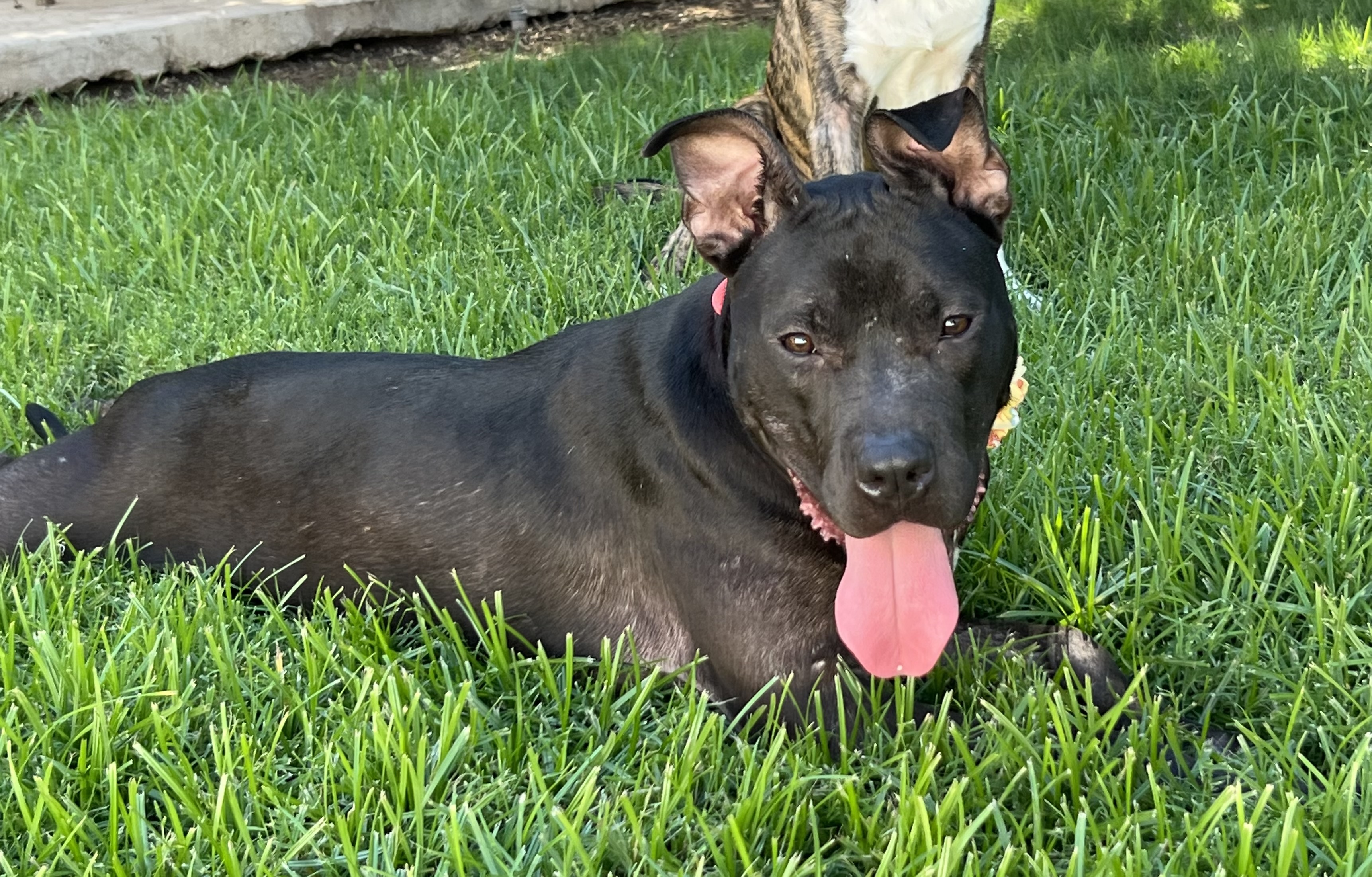 Enlarge Pixie, a Adoptable mixed breed in Phoenix, AZ image 3/4