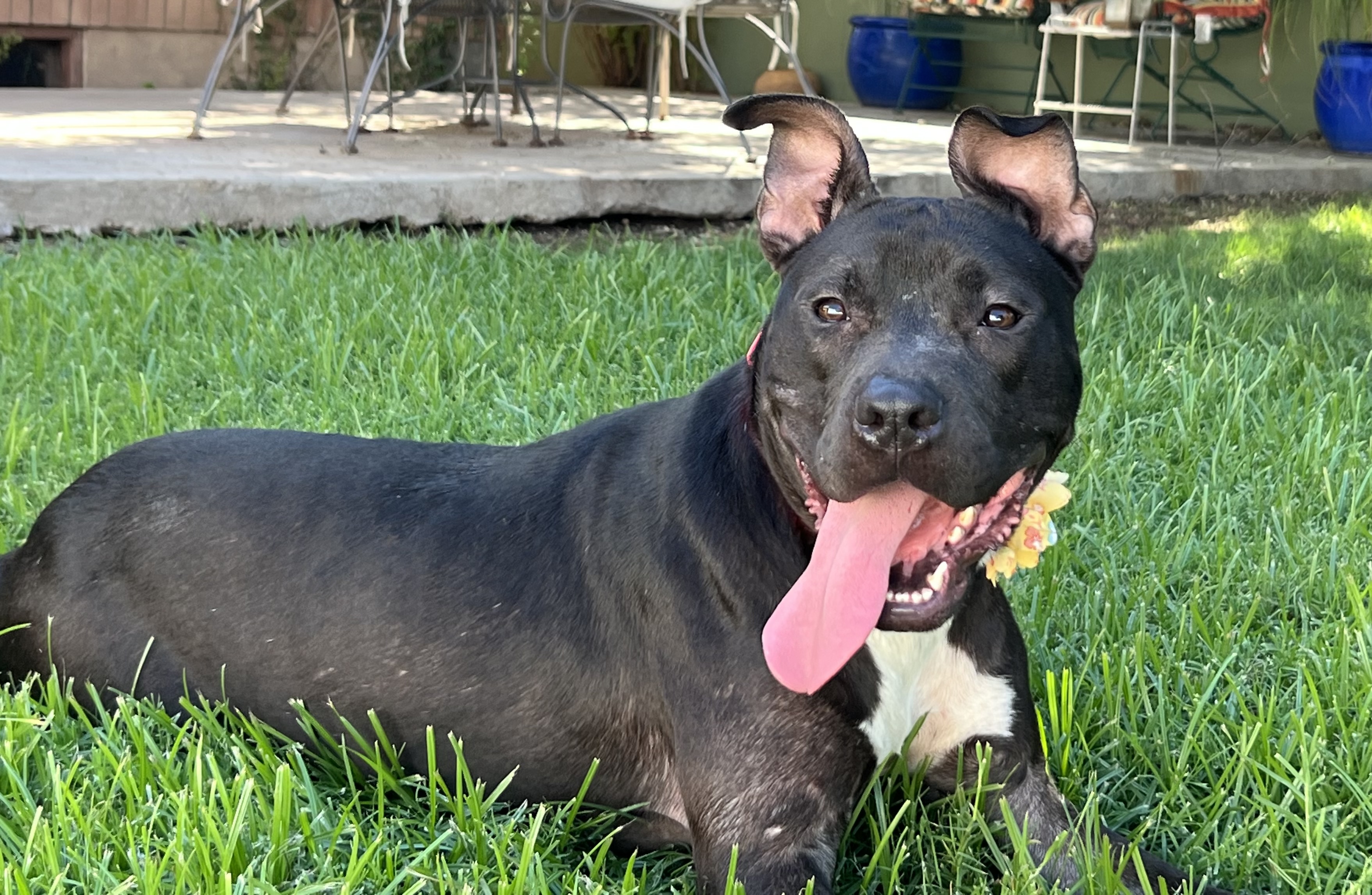 Enlarge Pixie, a Adoptable mixed breed in Phoenix, AZ image 1/4