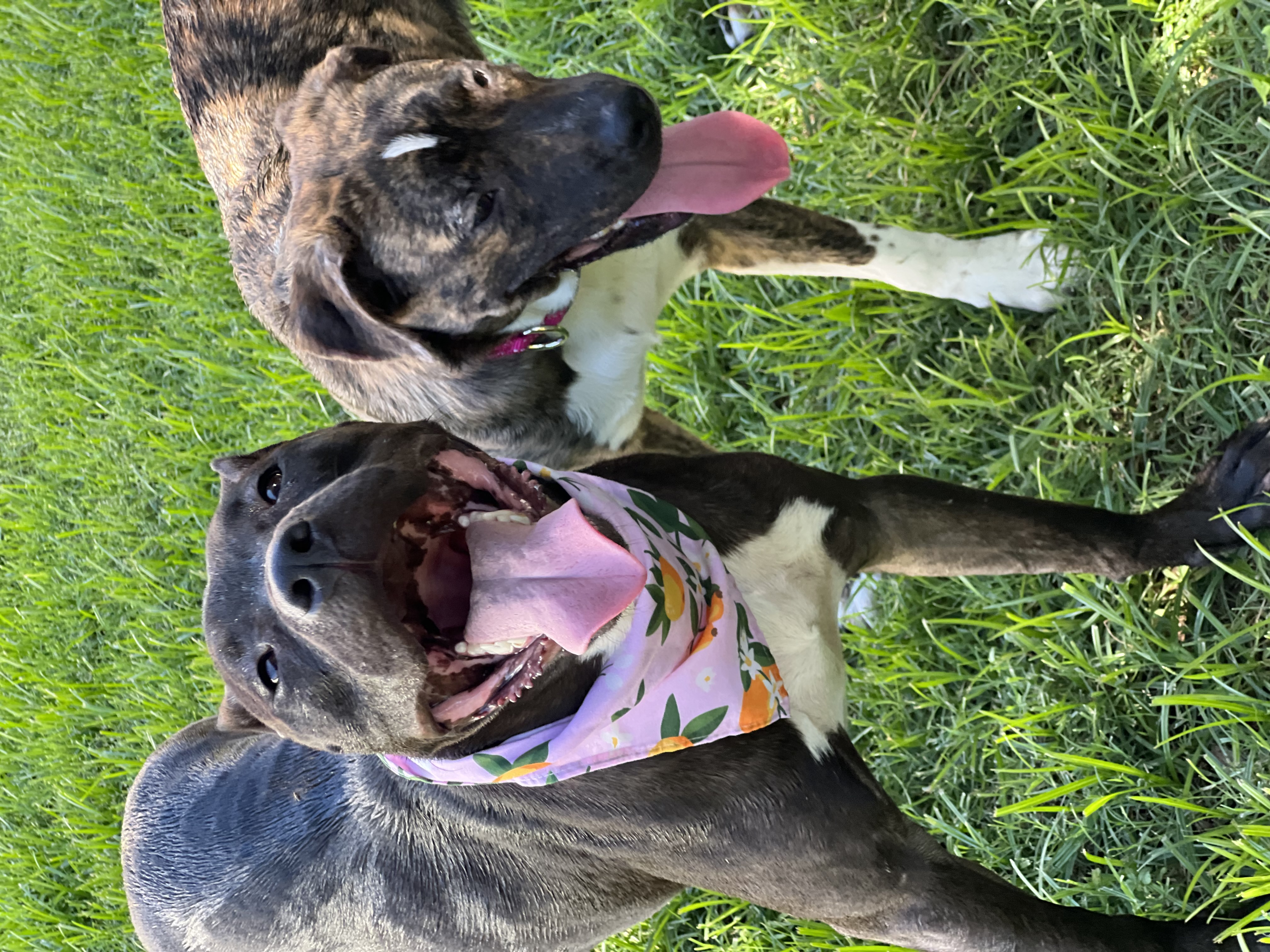 Enlarge Pixie, a Adoptable mixed breed in Phoenix, AZ image 4/4