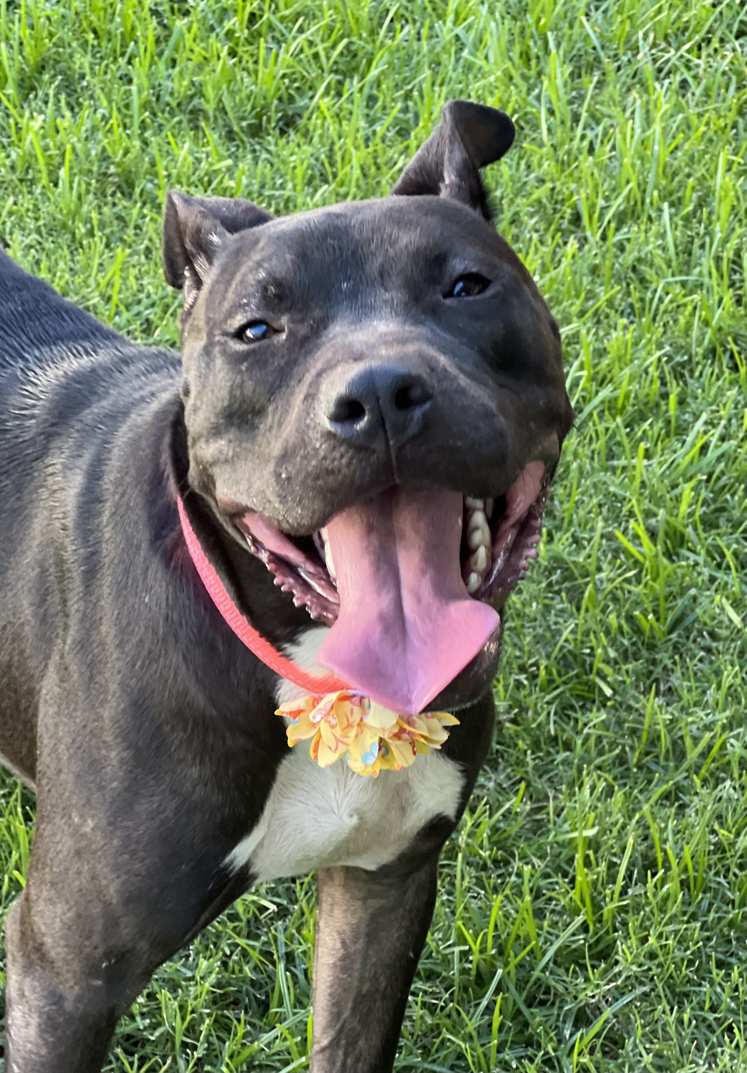 Enlarge Pixie, a Adoptable mixed breed in Phoenix, AZ image 2/4