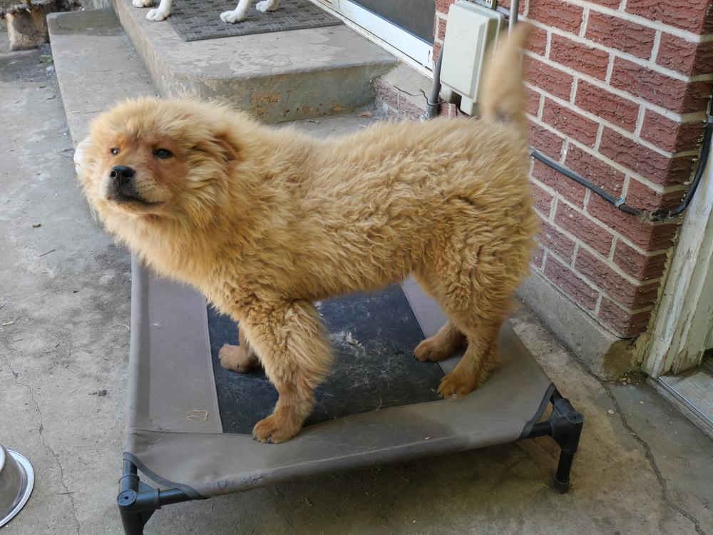 Enlarge Buddy, a Adoptable mixed breed in Boulder, CO image 1/4