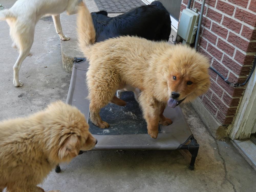 Enlarge Buddy, a Adoptable mixed breed in Boulder, CO image 2/4