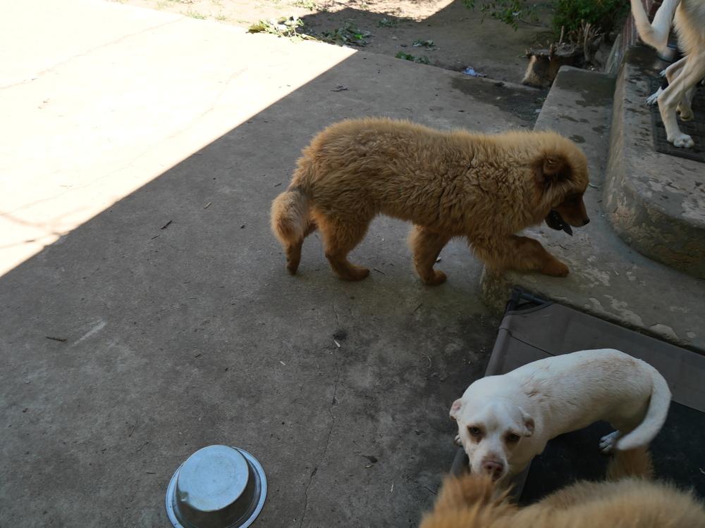 Enlarge Buddy, a Adoptable mixed breed in Boulder, CO image 3/4