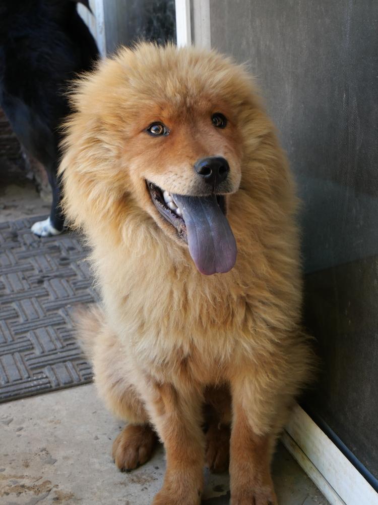 Enlarge Buddy, a Adoptable mixed breed in Boulder, CO image 4/4